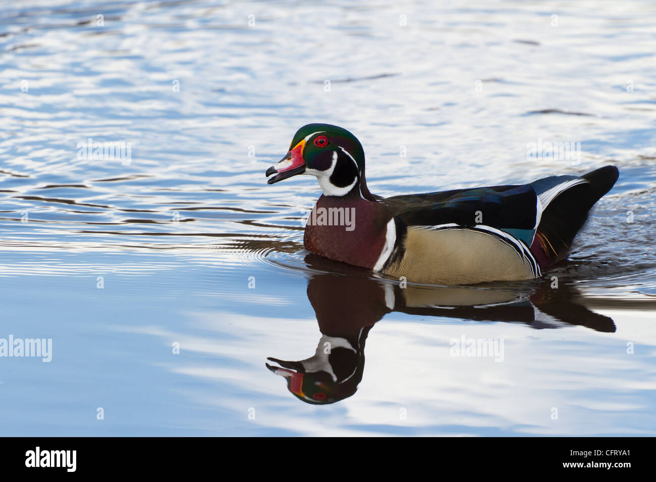 Legno di maschi di anatra, close up Foto Stock