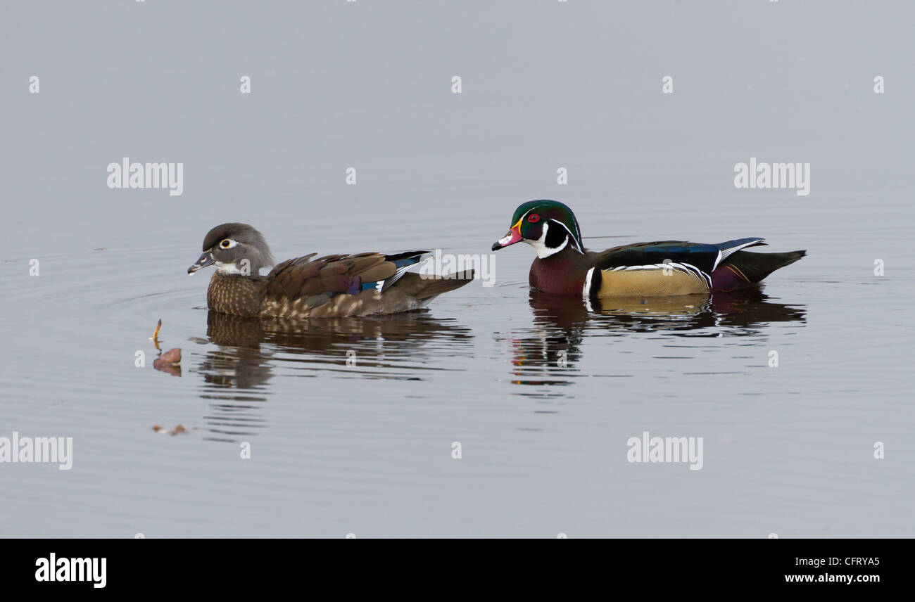 Maschi e femmine di anatra di legno, close up Foto Stock