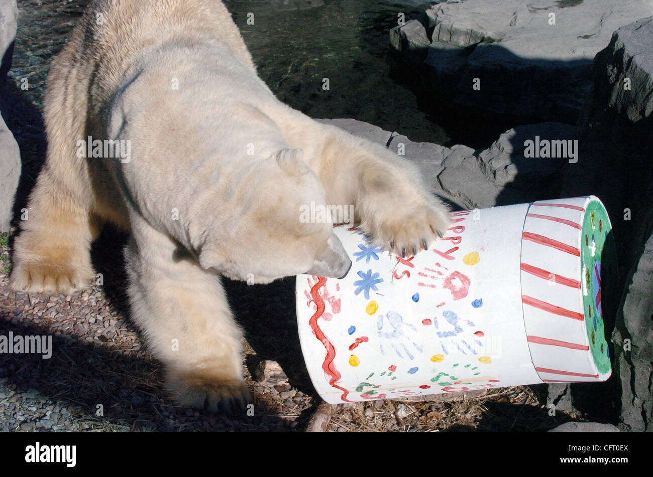 Dic 02, 2006; Manhattan, NY, STATI UNITI D'AMERICA; Gus, 20 anni e 1.000 lb. Central Park Zoo orso polare gode di una vacanza presente cosparsi di burro di arachidi e panna montata e riempita con il pollo congelato le gambe e la panna montata e rabboccato trota. Credito: Foto di Bryan Smith/ZUMA premere. (©) Copyright 2006 Foto Stock