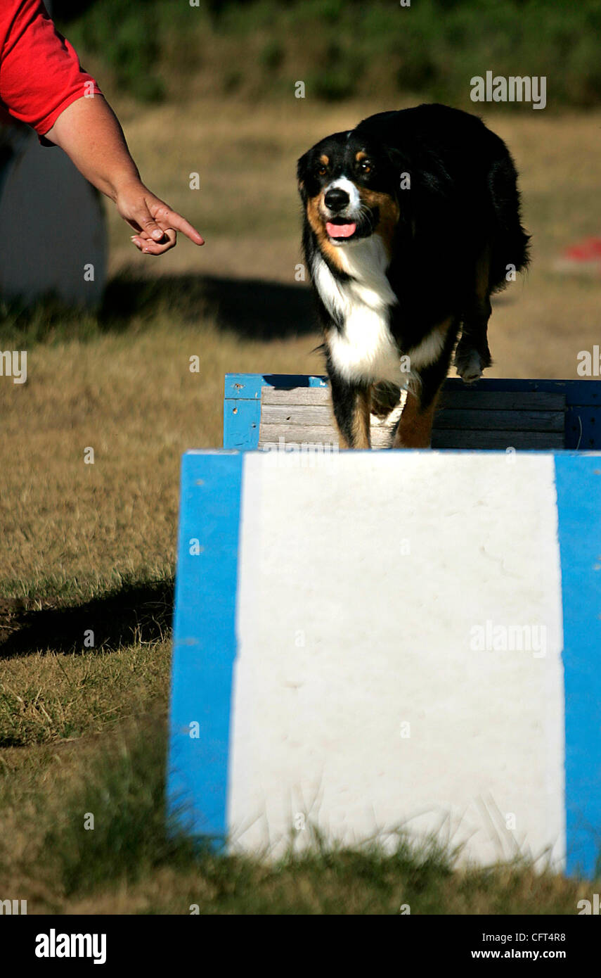 Sabato 9 dicembre, 2006, Vista, California, Stati Uniti d'America Liz Palika, 54 prende il suo cane Bashir, due anni di vecchio maschio pastore australiano, attraverso il percorso ad ostacoli alla sua vista a base di obbedienza del cane la scuola.  Credito: foto di Sean DuFrene/San Diego Union-Tribune/Zuma premere. Copyright 2006, San Foto Stock
