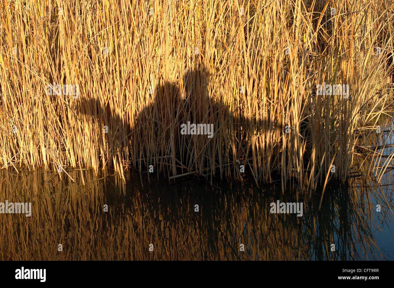 I cacciatori e i loro cani crociera nel Delta del Solano Land Trust Ranch Rush preservare nella palude Suisun appena a sud di Suisun City, California, giovedì 7 dicembre 2006 in cerca di suini selvatici. Lo champagne è un volontario per il Solano Land Trust che è consentito cacciare ed uccidere maiali selvatici che sono t Foto Stock