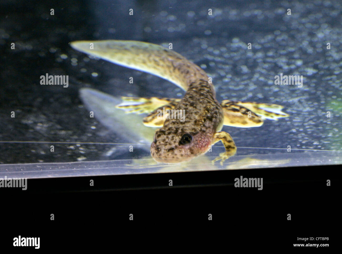 2 gennaio 2007 , San Diego,- Herpetologist JEFF LEMM, che lavora presso il San Diego Zoo Beckman Center presso il Wild Animal Park, con in pericolo giallo Rana zampe di girini e rane che hanno sollevato in laboratorio. Un morphing tadpole appoggiato sul fondo di uno dei serbatoi presso il centro di ricerca Foto Stock