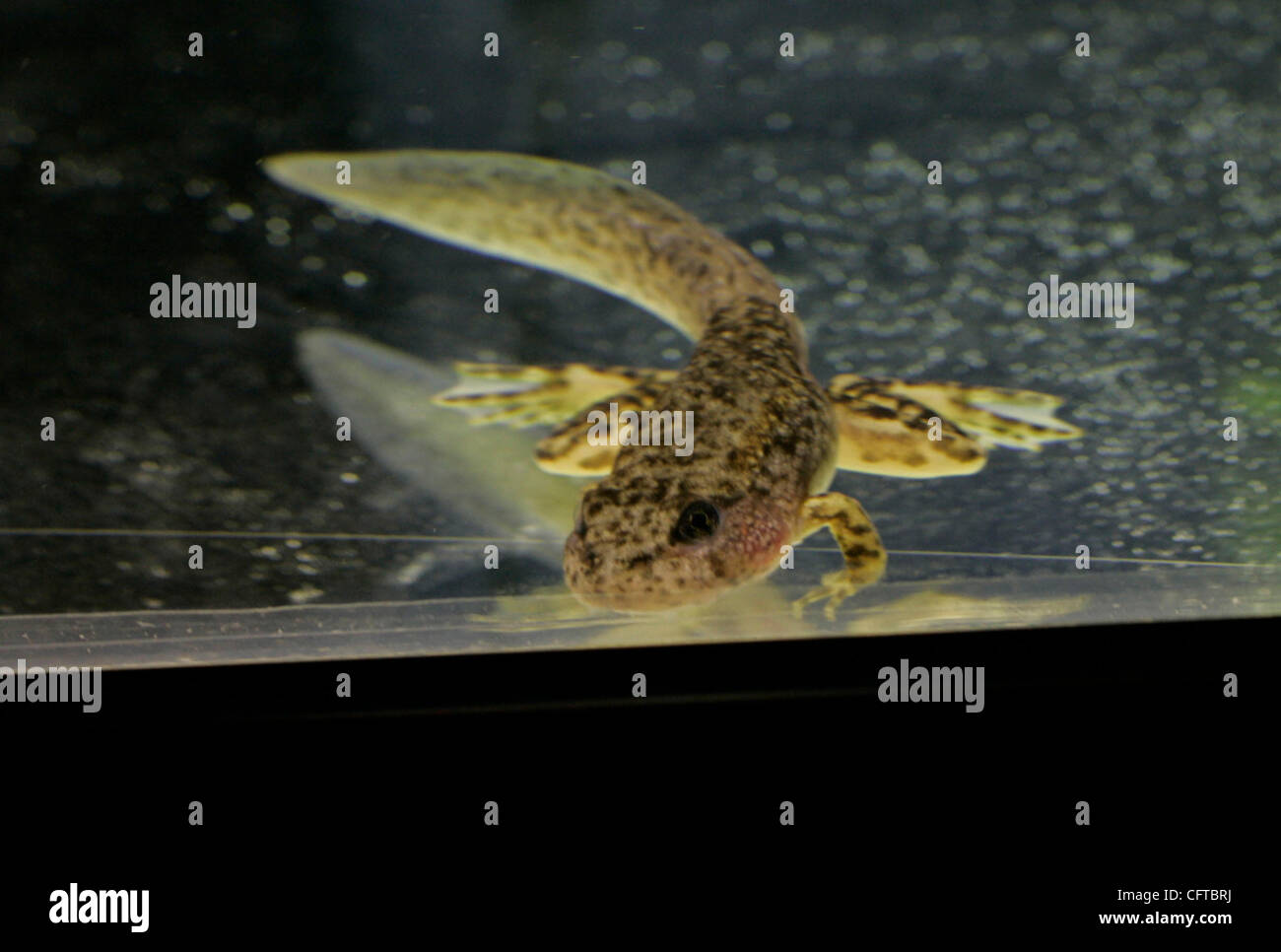 2 gennaio 2007 , San Diego,- Herpetologist JEFF LEMM, che lavora presso il San Diego Zoo Beckman Center presso il Wild Animal Park, con in pericolo giallo Rana zampe di girini e rane che hanno sollevato in laboratorio. Un morphing tadpole appoggiato sul fondo di uno dei serbatoi presso il centro di ricerca Foto Stock