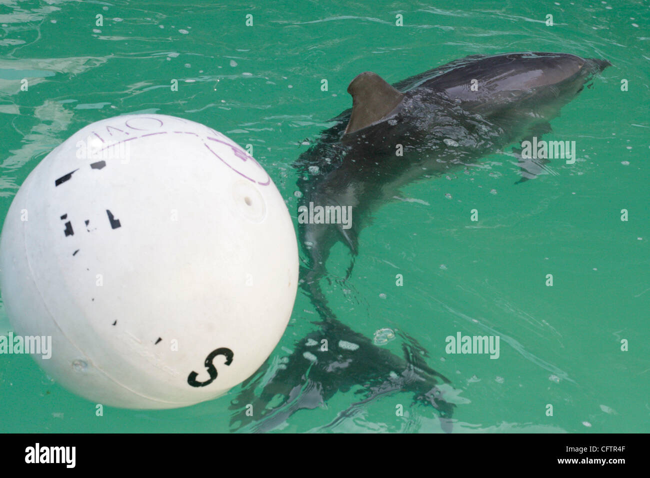Jan 21, 2007 - Cutchogue, New York, Stati Uniti - Il Riverhead Fondazione per la ricerca marina e la conservazione treatingdolphins deceduti poiché intrappolato in acque poco profonde off eastern Long Island . Nella foto: salvato dolphin Ariel. (Credito Immagine: © Kirk condili/ZUMA Press) Foto Stock