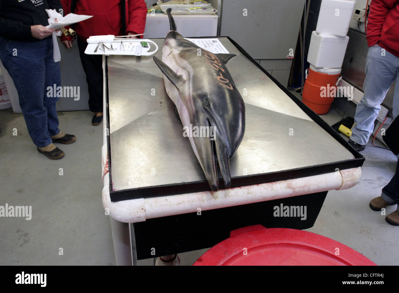 Jan 21, 2007 - Cutchogue, New York, Stati Uniti - Il Riverhead Fondazione per la ricerca marina e la conservazione treatingdolphins deceduti poiché intrappolato in acque poco profonde off eastern Long Island . I medici sono in procinto di fare un necropesy. (Credito Immagine: © Kirk condili/ZUMA Press) Foto Stock