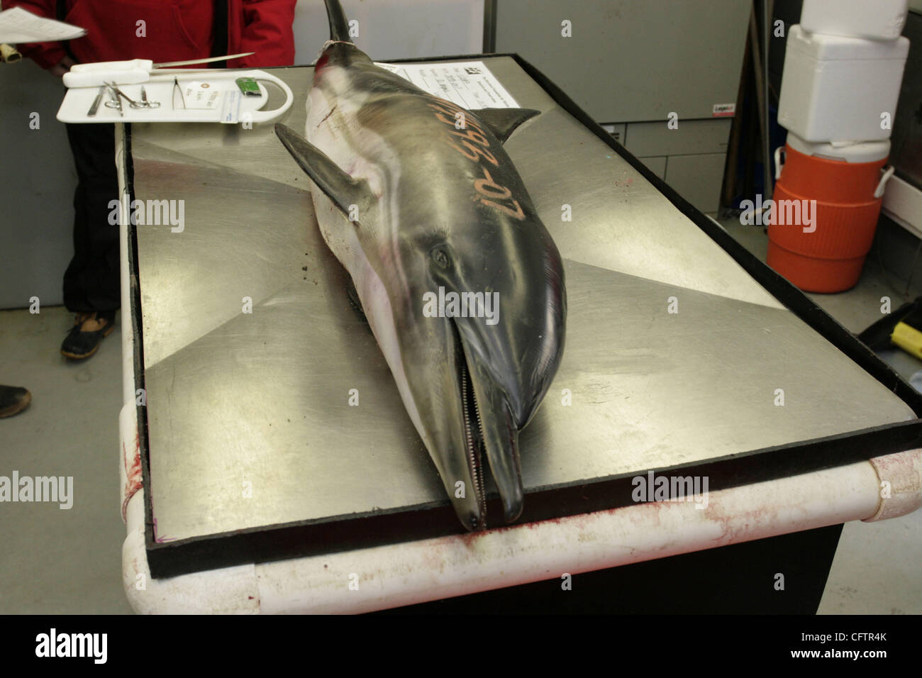Jan 21, 2007 - Cutchogue, New York, Stati Uniti - Il Riverhead Fondazione per la ricerca marina e la conservazione treatingdolphins deceduti poiché intrappolato in acque poco profonde off eastern Long Island . I medici sono in procinto di fare un necropesy. (Credito Immagine: © Kirk condili/ZUMA Press) Foto Stock