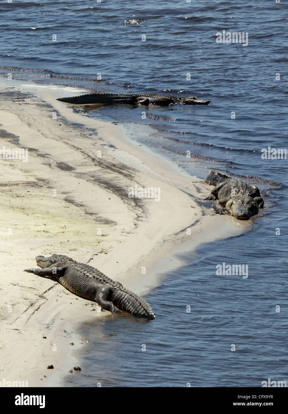 040207 TC ha incontrato il personale della siccità foto di Vada Mossavat/Palm Beach post 0036029un racconto di TBA OKEECHOBEE -- alligatori tendono a congregano durante la bassa in condizioni di acqua, come questi stessi prendisole a Nubbin Slough. Ci sono condizioni di siccità intorno al lago da Port Mayaca A Okeechobee città. Questo Foto Stock