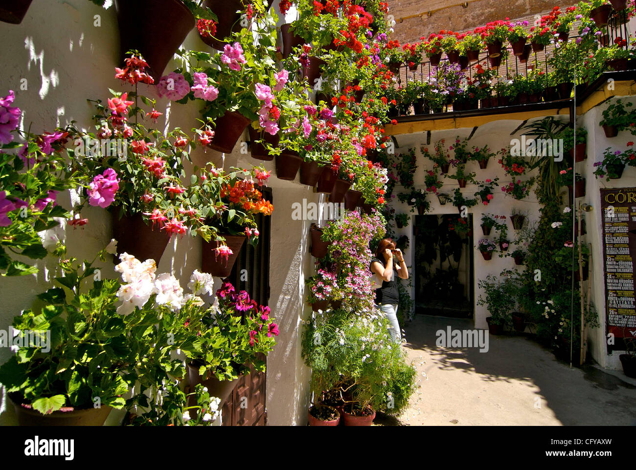 Cordoba. Festival de Patios Cordobeses. San Basilio 14, Patio de las flores en Cordoba. Piante in vaso coprire i muri di recinzione di un patio. Cordoba, Spagna. Foto Stock