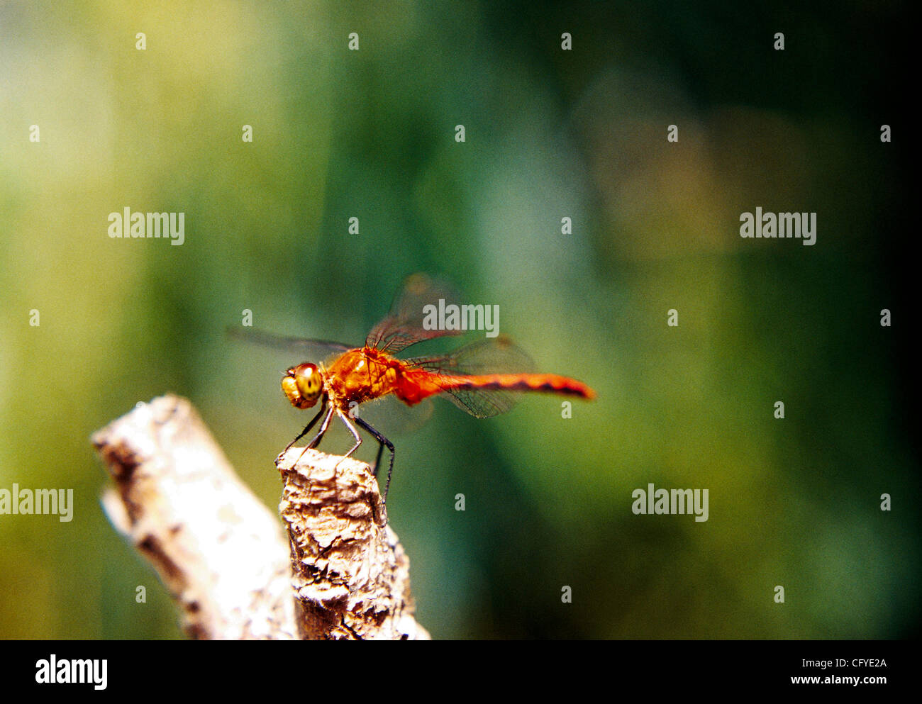 15 maggio 2007 - Chicago, Illinois, Stati Uniti d'America - Una macro close up di un Dragon Fly in Chicago. Esso ha una grande testa segmentata con ali che sembrano quasi sempre, l'arancio brillante corpo con le gambe la graffatura del ramoscello come questo dragonfly sembra essere guardando a destra alla fotocamera. (Credito Immagine: © Steven Karl Metzer Foto Stock