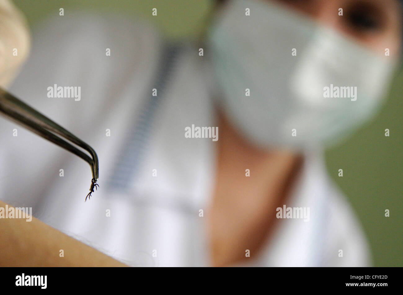 Novgorod Centro di epidemiologia. Tick laboratorio di ricerca per la diagnosi di tick malattie come virus dell'encefalite . Foto Stock