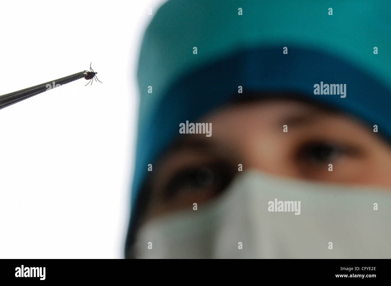 Novgorod Centro di epidemiologia. Tick laboratorio di ricerca per la diagnosi di tick malattie come virus dell'encefalite . Foto Stock