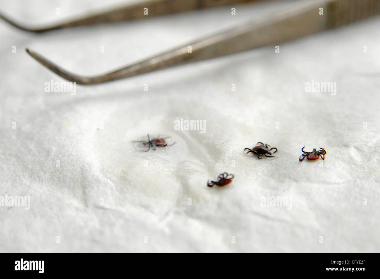 Novgorod Centro di epidemiologia. Tick laboratorio di ricerca per la diagnosi di tick malattie come virus dell'encefalite . Foto Stock