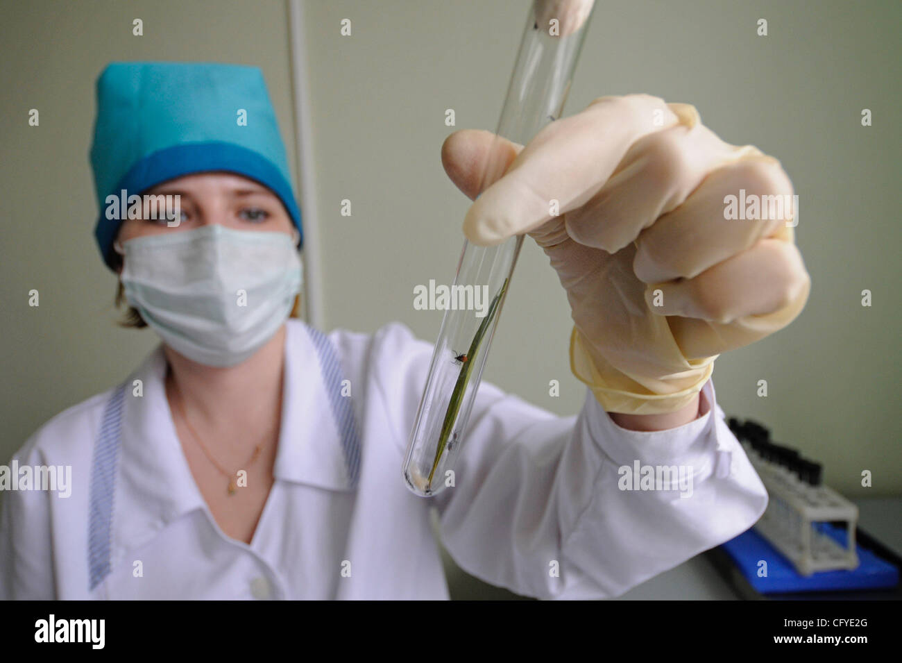 Novgorod Centro di epidemiologia. Tick laboratorio di ricerca per la diagnosi di tick malattie come virus dell'encefalite . Foto Stock