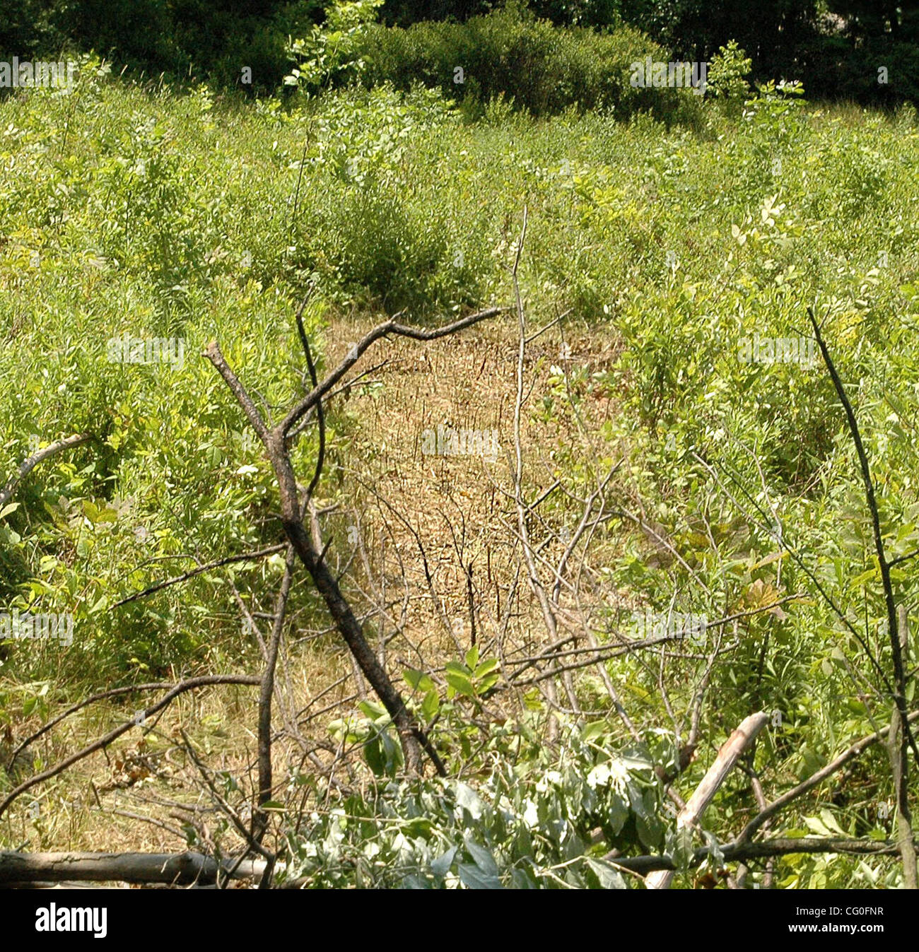 Jun 26, 2007 - Akron, OH, Stati Uniti d'America - una piccola area di marrone sporco ostinato e frantumato le erbacce è tutto ciò che segna il recinto poco profonde dove Jessie Davis è stato alledgedly furono sepolti da Bobby Cutts dopo che egli aveva ucciso il suo. Il sito è in un ambiente appartato parco circa 40 miglia da dove Davis ha vissuto. Funzionario di polizia Bobby tagliare Foto Stock