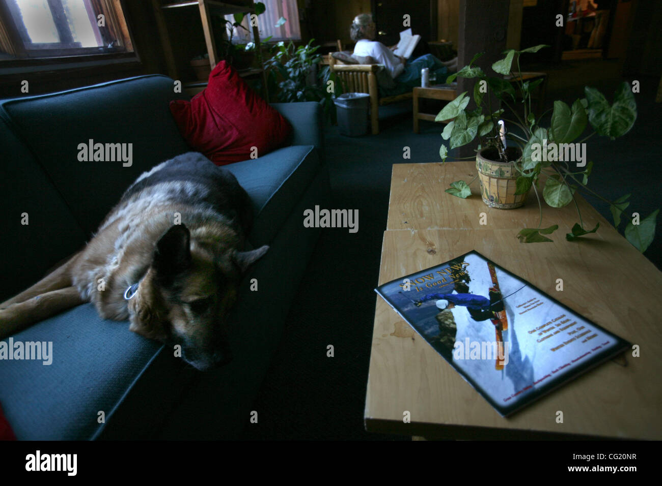 Un cane di nome nick Slow Mo poggia su un lettino al Campo Base Lodge a Bear Valley come Ingrid Plumb da Watsonville, CA un patrono si rilassa e si legge nella lobby dell'hotel. Questo luogo insieme con la maggior parte della valle è molto rispettosi degli animali. Questo vecchio beloned timer per la gente che correva l'operazione. Gennaio 31 Foto Stock
