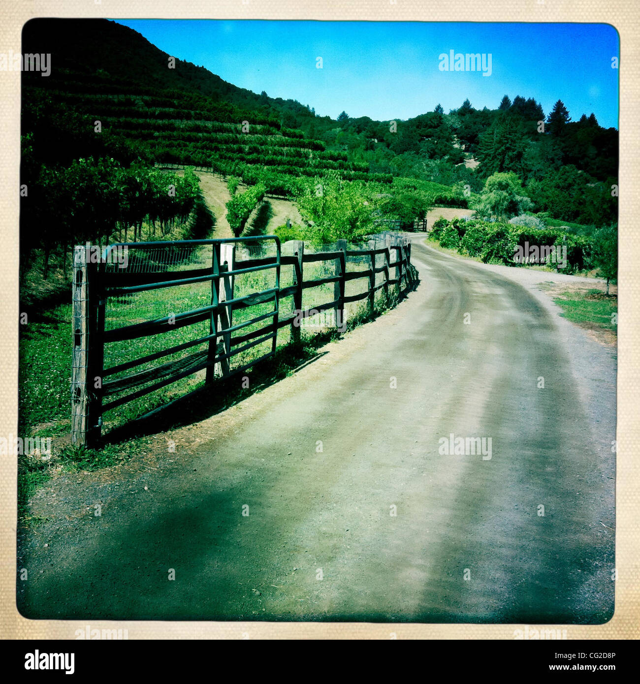 Sett. 03, 2011 - Glen Ellen, CA, Stati Uniti - Vigna di uva in cantina Bezinger, Glen Ellen, STATI UNITI D'AMERICA. (Credito Immagine: © Veronika Lukasova/ZUMAPRESS.com) Foto Stock