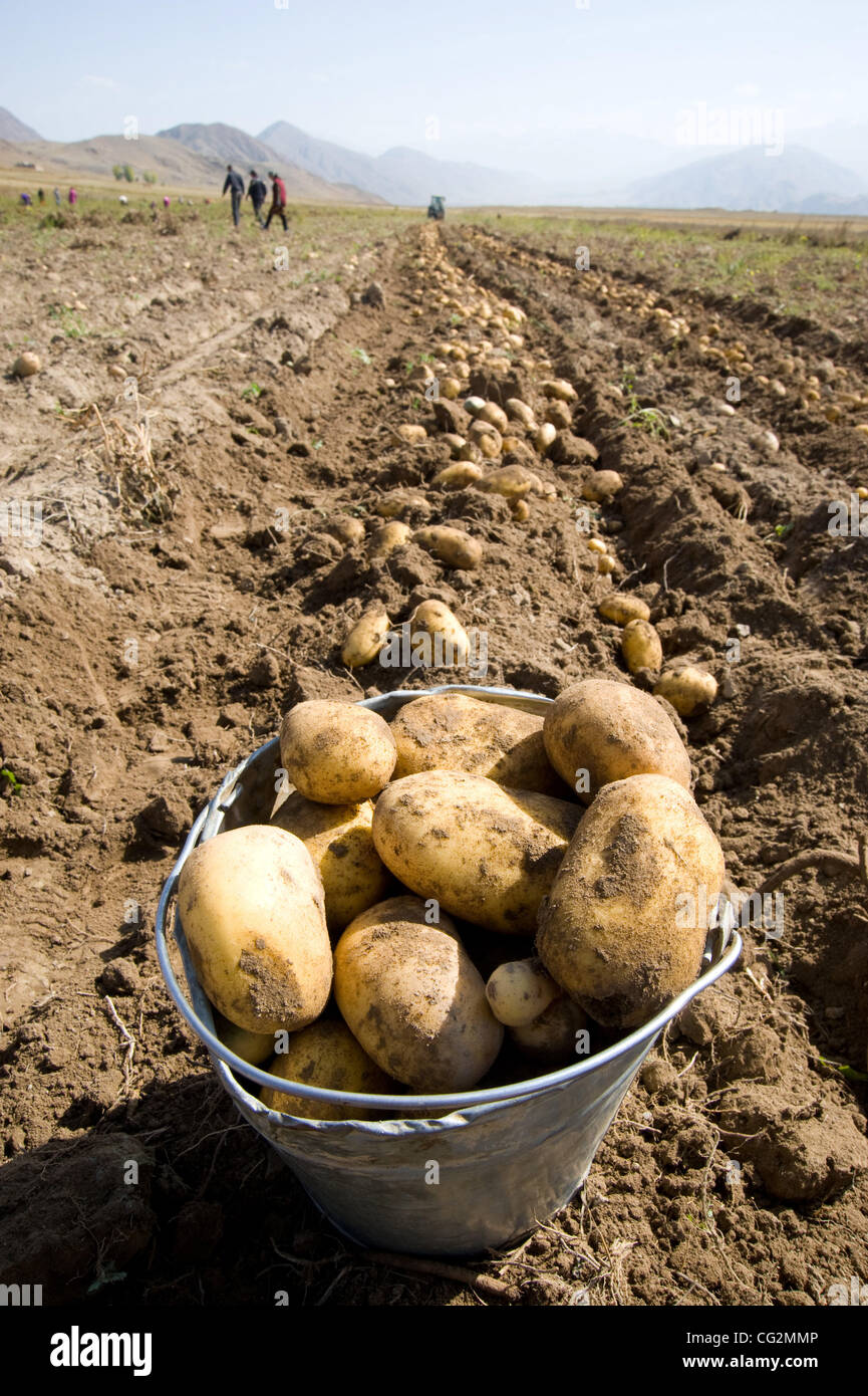 Il 4 ottobre, 2011 - Kok-Sai (villaggio, Issyk-Kul Provincia, Kirghizistan - Ottobre 4, 2011, Issyk-Kul Provincia, Kirghizistan - patate raccolte dai membri della comunità del villaggio di Kok-Sai in Kirghizistan Issyk-Kul provincia. Utilizzando un sussidio ricevuto nel 2010 attraverso l'ONU donne programma, un gruppo di auto-aiuto in Foto Stock