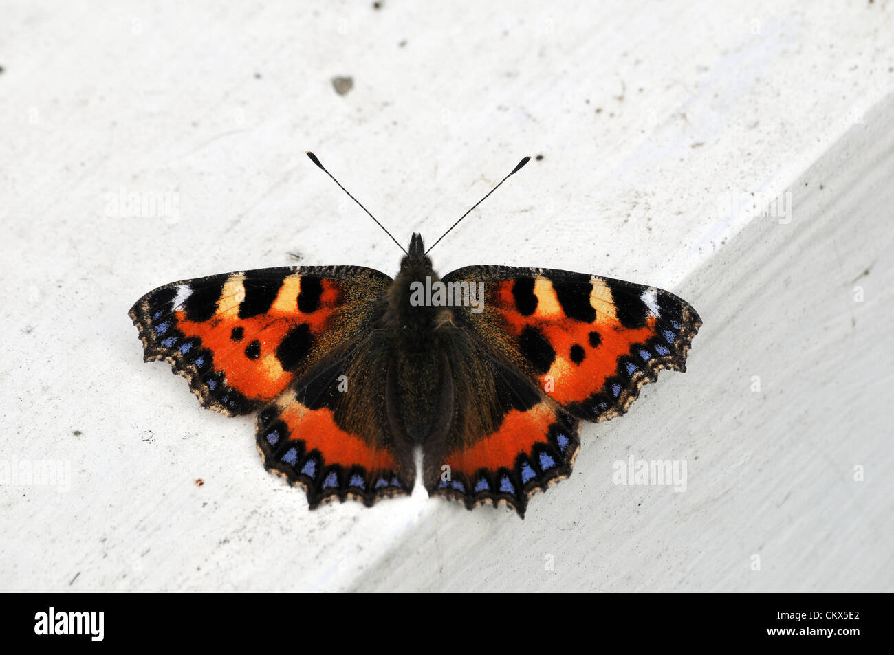 26 ago 2012. Guardando stranamente simili a imperniata campione, una piccola tartaruga butterfly (Aglais urticae) si crogiola nell'agosto weekend di sole su un davanzale in Aberystwyth, Wales, Regno Unito. Credito: John Gilbey / Alamy Live News Foto Stock