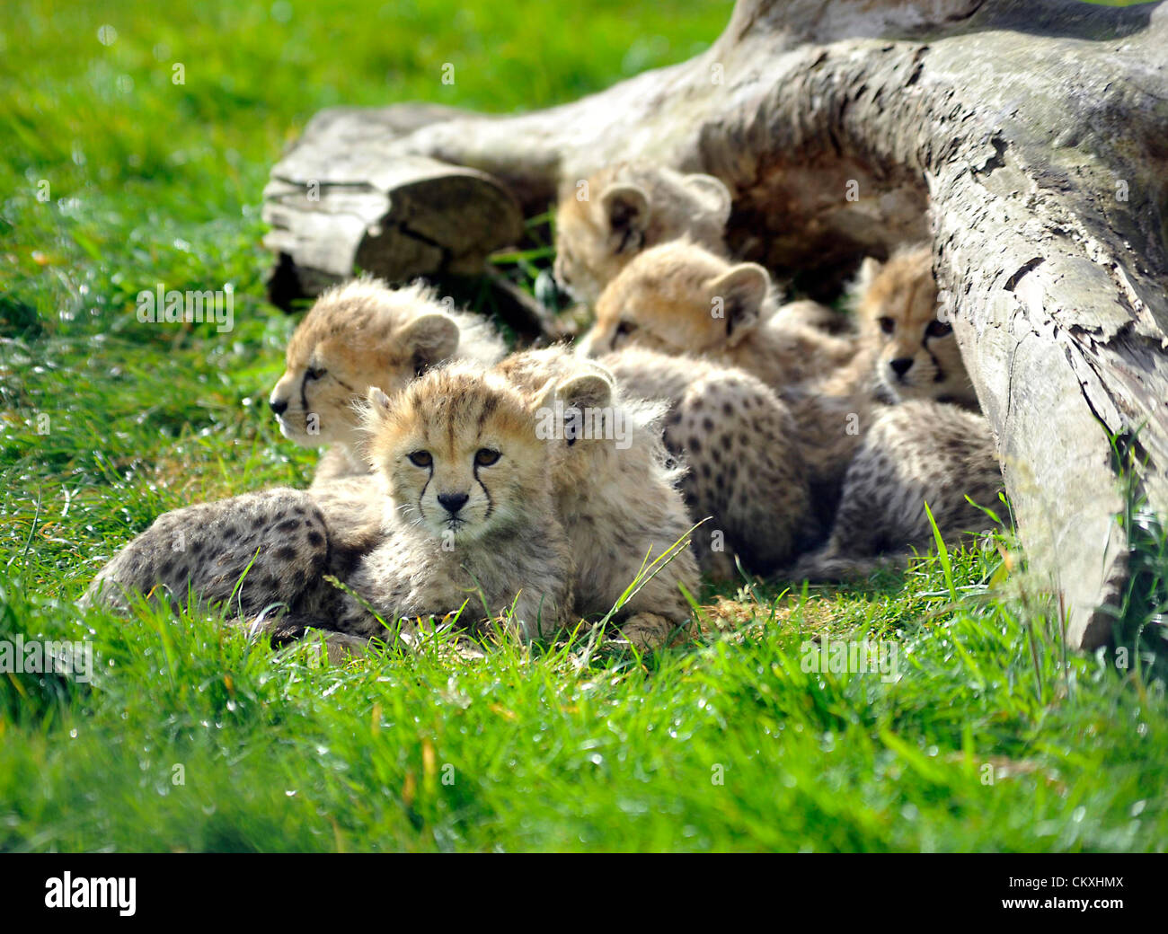 Whipsnade, Bedfordshire, Regno Unito. Il 29 agosto 2012. Baby Cheetah cubs fanno il loro debutto al ZSL Whipsnade Zoo, Bedfordshire. © persone premere / Alamy Foto Stock