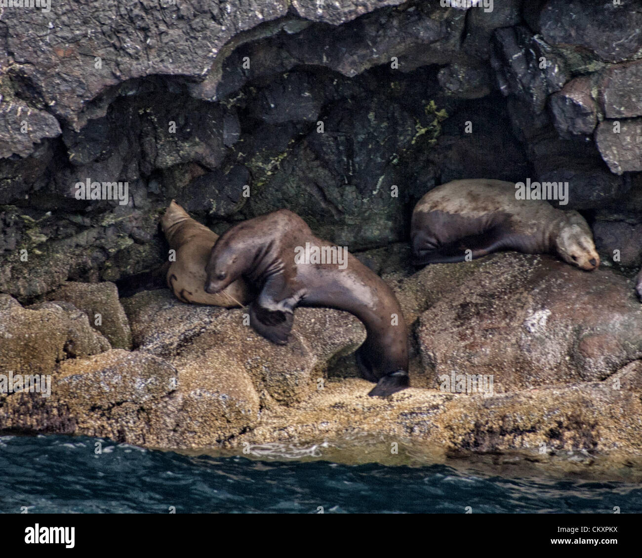 1 luglio 2012 - Alaska, USA - Il maschio dominante bull Steller Sea Lion [Eumetopias Jubatus] chiude in su la femmina come il suo rivale sconfitto ritiri per un angolo vicino a Capo della Risurrezione nel Parco nazionale di Kenai Fjords, Alaska, dove più grandi isole di roccia servono come sea lion â€oehaul-outsâ€ e â€oerookeriesâ€ dove si concentrano per il resto e mate. Essi sono elencati come specie in via di estinzione a causa di una significativa, inspiegabile declina in i loro numeri su una grande porzione della loro gamma in Alaska. (Credito Immagine: © Arnold Drapkin/ZUMAPRESS.com) Foto Stock