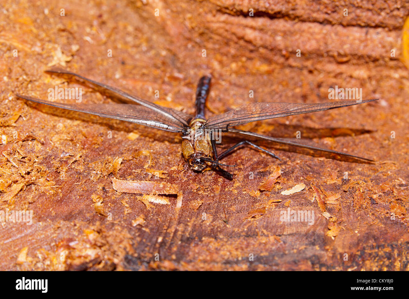 Libellula marrone arroccata su legno intempestivo con ali allungate e vista macro ravvicinata. Foto Stock