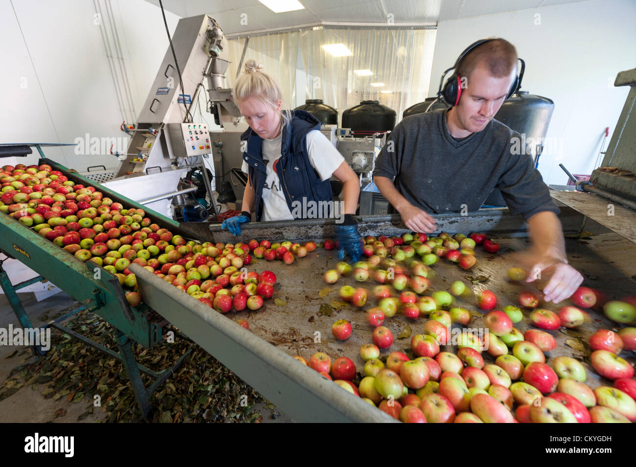 Wisbech, Regno Unito. Il 3 settembre, 2012. James e Lucy processo Fisher scoperta mele a Watergull frutteti, Wisbech Cambridgeshire Regno Unito. Questo è stato il primo giorno le mele sono stati pressati per succhi di frutta nella stagione 2012. Più di 9000 litri di succo di frutta venivano estratte da questa varietà precoce di apple pronto per l'imbottigliamento. Foto Stock