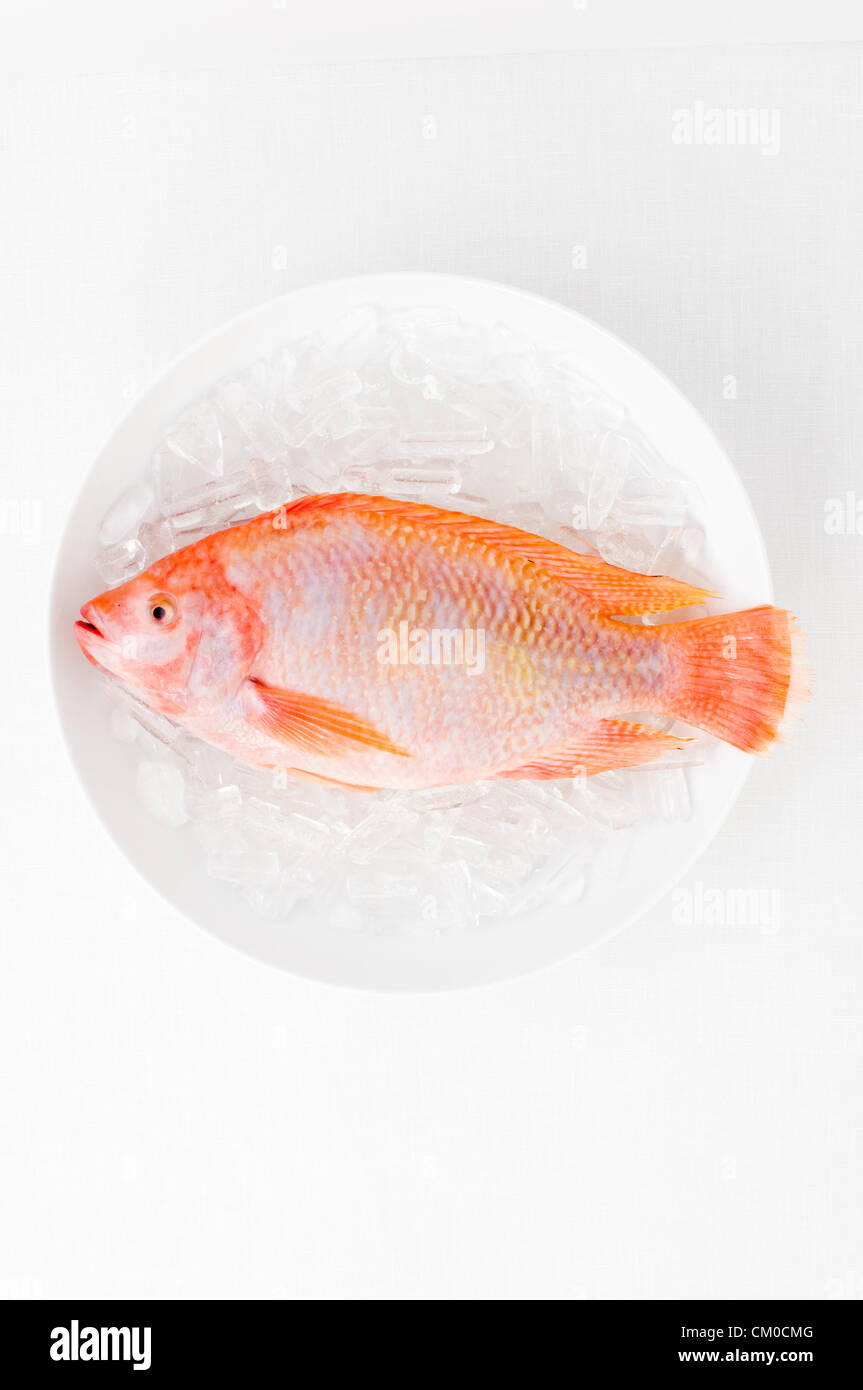 Il pesce fresco da vicino su una piastra bianca Foto Stock