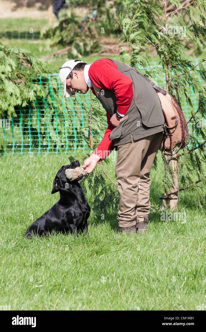 15.09.2012 - Il Gioco Midland Fair a Weston Park Shropshire. Display Gundog. Foto Stock