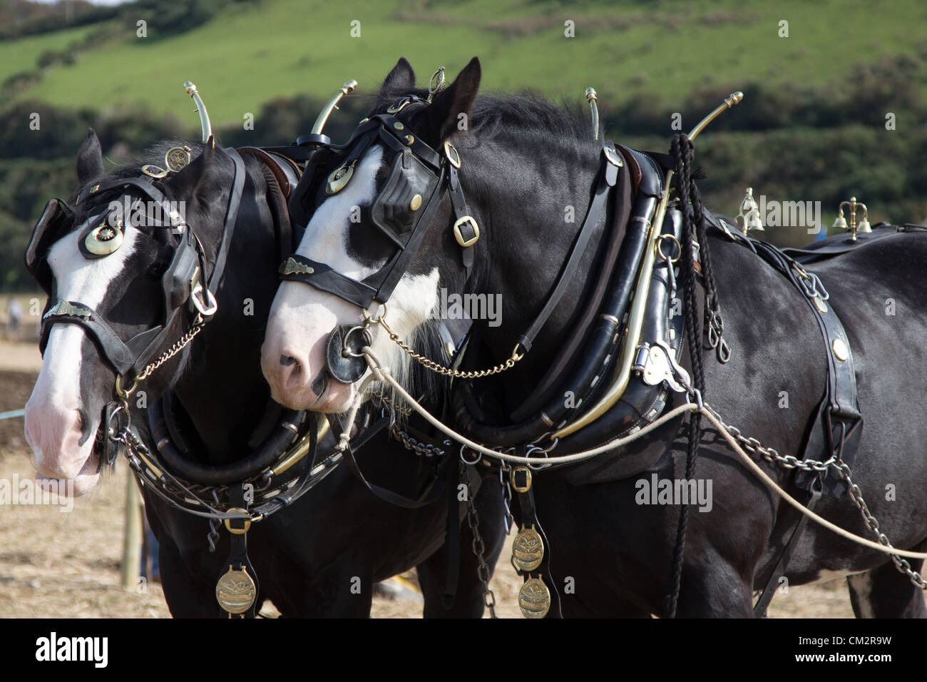 Il Galles, UK. 22 settembre 2012. Un cavallo concorrente di aratura della 53Tutti Galles campionati di aratura e cinque nazioni sfida a Morfa Mawr, Llanon, Ceredigion detenute nel glorioso sole durante il weekend. Foto Stock