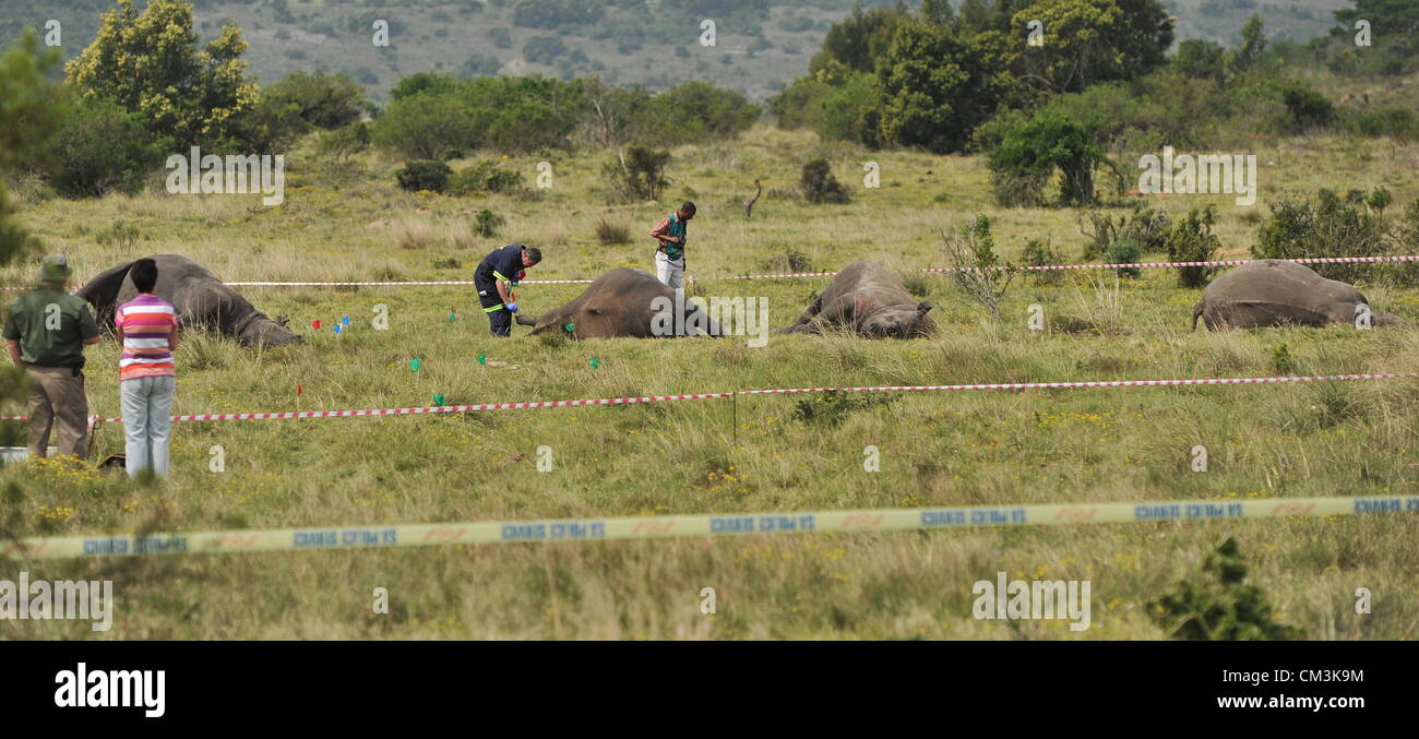 Capo Orientale, Sud Africa. 26 Settembre, 2012. Esperti forensi indagare la scena in cui quattro dehorned rhino carcasse sono state trovate su Settembre 26, 2012 a Lalibela Game Reserve vicino a Grahamstown in Capo orientale, Sud Africa. Gli investigatori a sospettare che il Rhino's acqua potabile potrebbero essere stati contaminati, come le carcasse non aveva alcun bullet ferite. Questo porta il numero dei rinoceronti uccisi nel paese in questo anno a oltre 400. (Foto di Gallo Immagini / Foto24 / Werner colline) Foto Stock