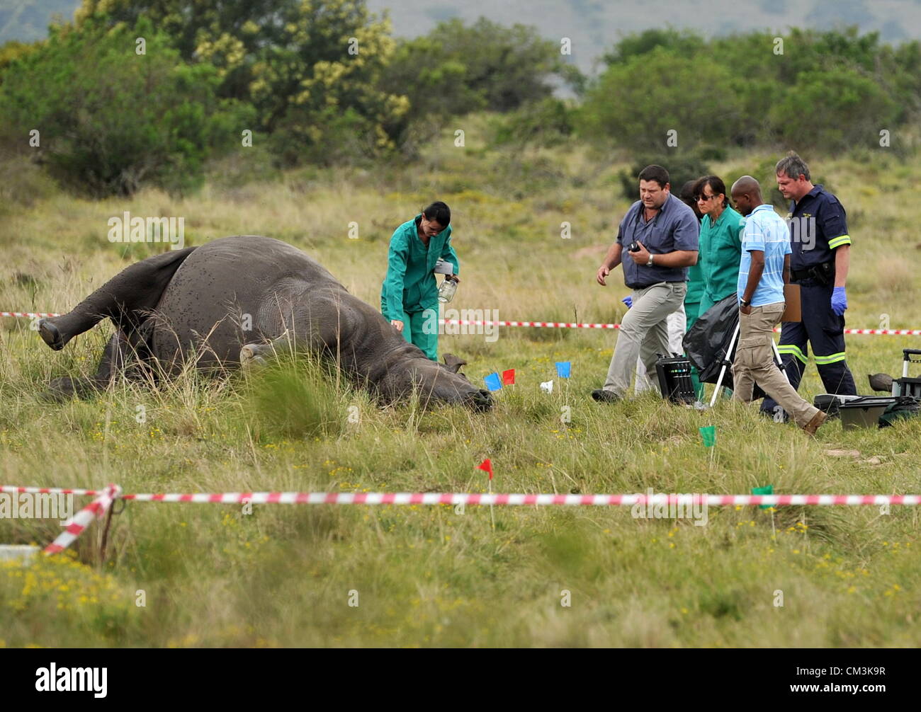 Capo Orientale, Sud Africa. 26 Settembre, 2012. Esperti forensi indagare la scena in cui quattro dehorned rhino carcasse sono state trovate su Settembre 26, 2012 a Lalibela Game Reserve vicino a Grahamstown in Capo orientale, Sud Africa. Gli investigatori a sospettare che il Rhino's acqua potabile potrebbero essere stati contaminati, come le carcasse non aveva alcun bullet ferite. Questo porta il numero dei rinoceronti uccisi nel paese in questo anno a oltre 400. (Foto di Gallo Immagini / Foto24 / Werner colline) Foto Stock