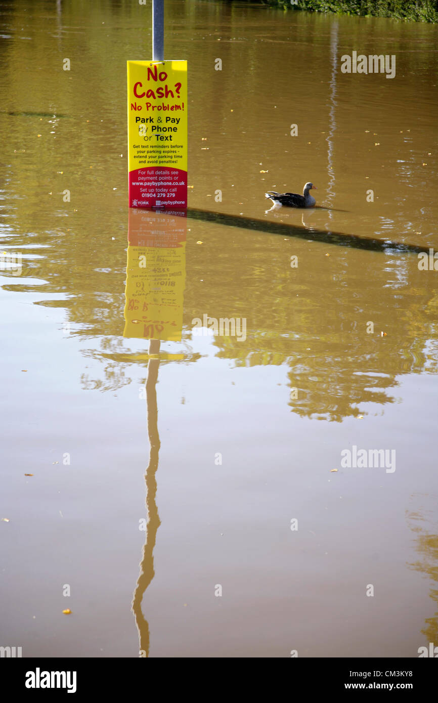 Giovedì 27 Settembre 2012. Un oca nuota in alluvioni passate un parcheggio auto a pagamento e segno del display accanto al fiume rigonfiato Ouse durante gravi inondazioni, York, North Yorkshire, Regno Unito. Foto Stock