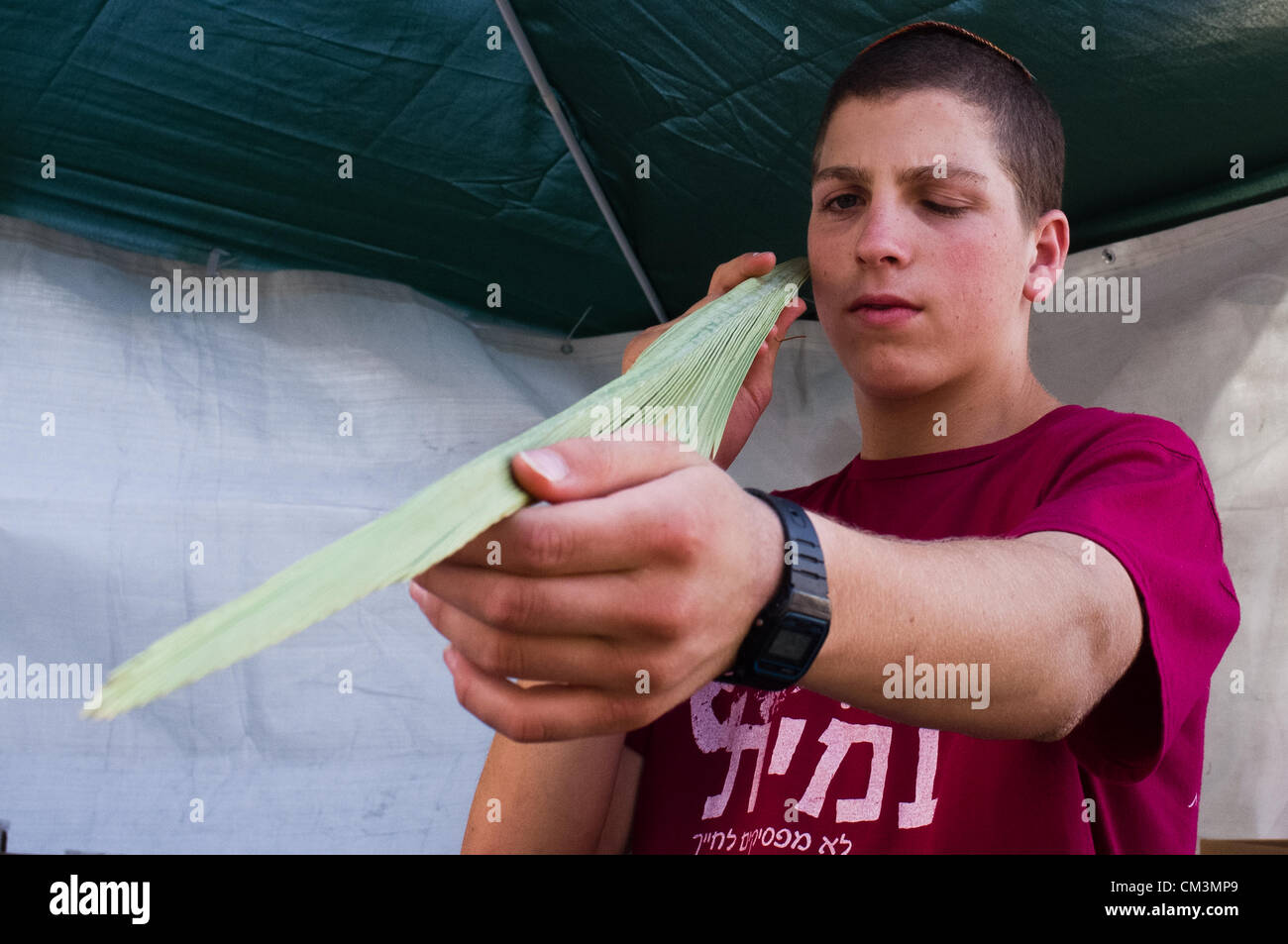 Un giovane uomo meticolosamente ispeziona un lulav, mature, verde, frond chiusa da una data struttura Palm Tree e una delle quattro specie al Bait-Vagan quattro specie mercato. Gerusalemme, Israele. 27-Settembre-2012. Con Yom Kippur oltre, preparazioni immediatamente iniziare per Sukkot, la Festa dei Tabernacoli. Gli Ebrei religiosi ispezionare e acquistare il 'Quattro specie ", come ordinato in Levitico 23:40. Qualsiasi lieve imperfezione invalida la frutta. Foto Stock