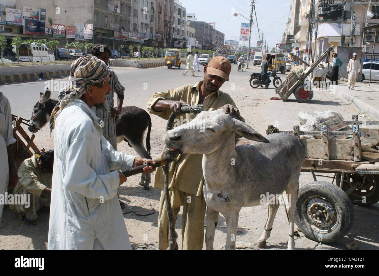 L'uomo occupati nel taglio di capelli del suo asino in Karachi il Venerdì, 28 settembre 2012. Foto Stock