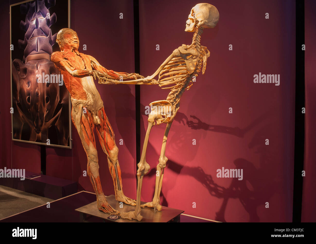 Human body exhibition immagini e fotografie stock ad alta risoluzione -  Alamy