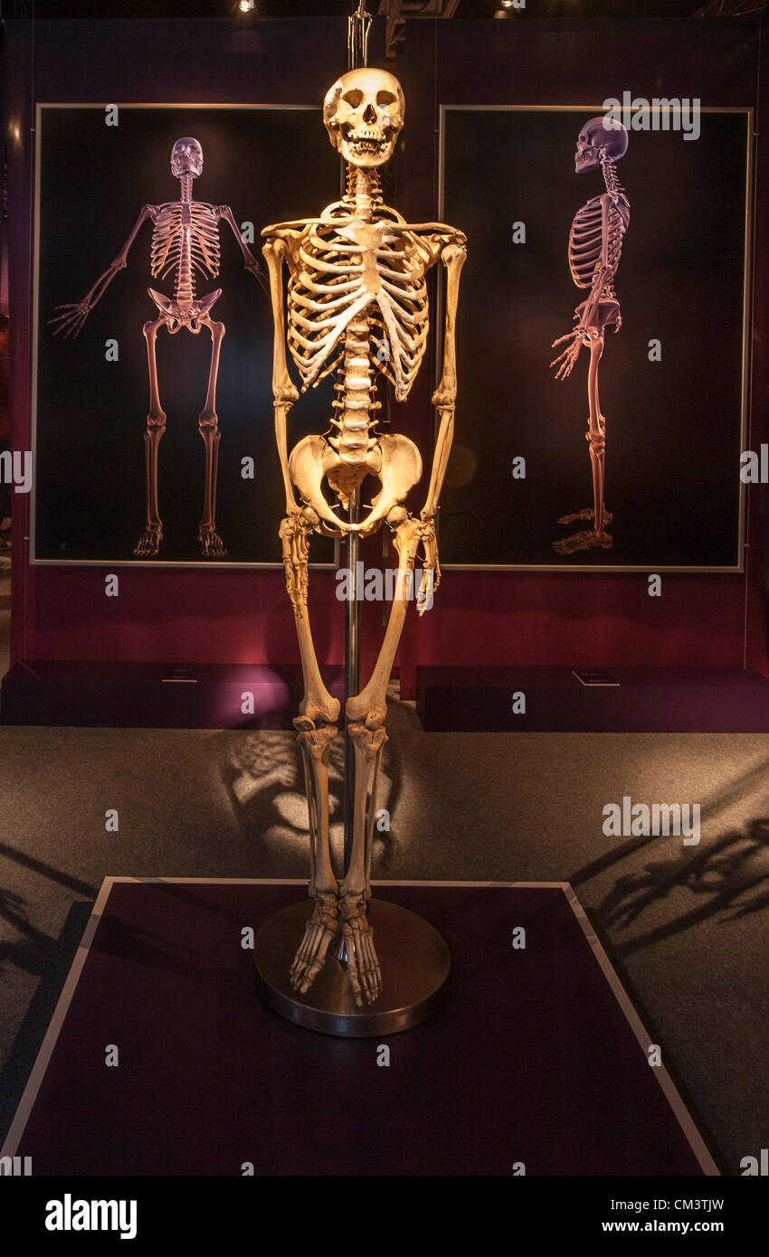 Italia Torino Palaisozaki la mostra il corpo umano mostra Settembre 28, 2012 a 12 Am .la mostra apre al pubblico il 29 settembre 2012 e termina il 13 gennaio 2013.i corpi in mostra sono esseri umani morti per cause naturali e trattati con un metodo speciale detto plastination. Visitatori grazie a questo metodo di conservazione possono visualizzare tutti gli organi del corpo, delle ossa e dei muscoli e tutto l'interno del corpo in ogni dettaglio.lo scheletro umano Foto Stock