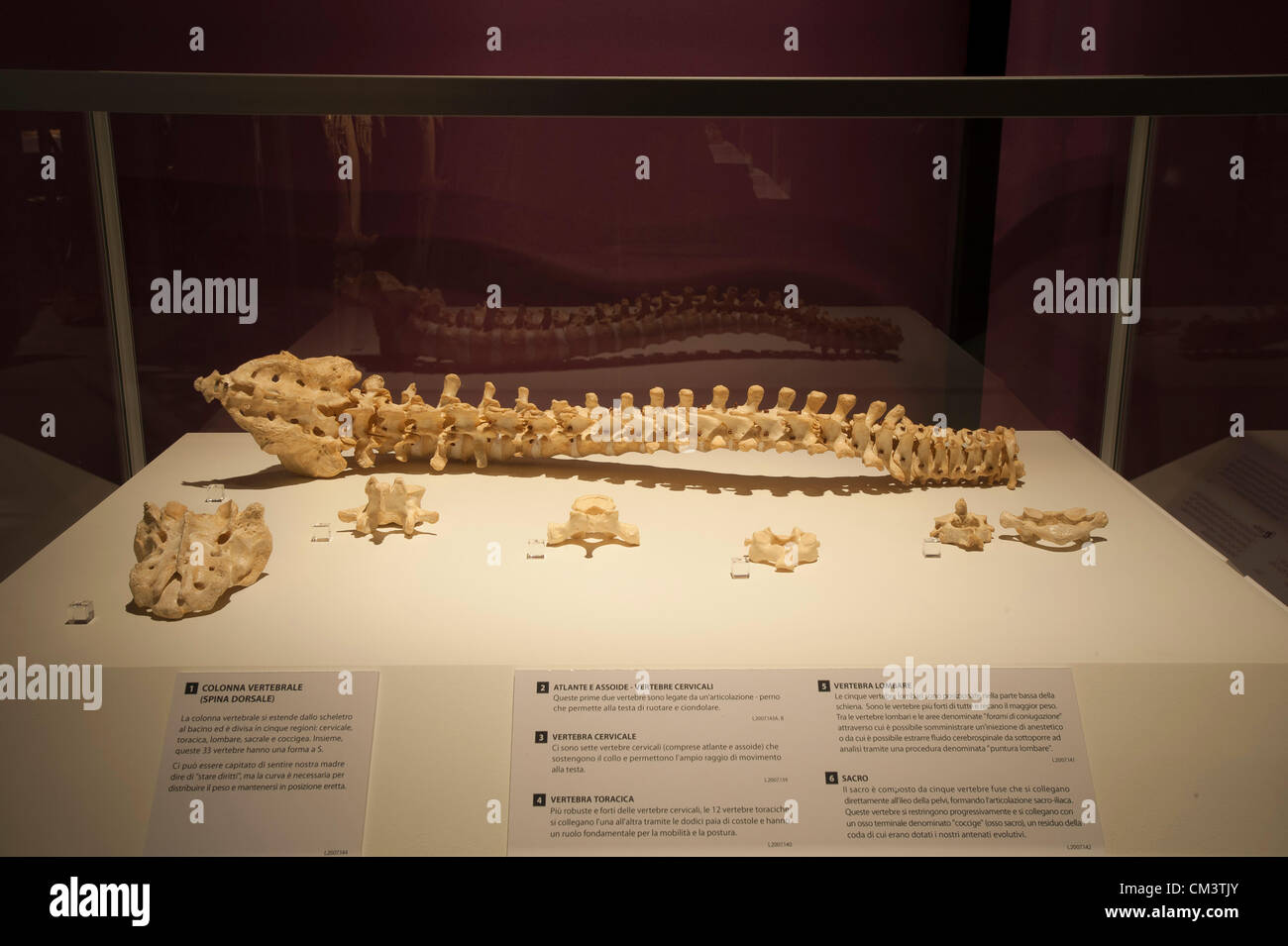 Italia Torino Palaisozaki la mostra il corpo umano mostra Settembre 28, 2012 a 12 Am .la mostra apre al pubblico il 29 settembre 2012 e termina il 13 gennaio 2013.i corpi in mostra sono esseri umani morti per cause naturali e trattati con un metodo speciale detto plastination. Visitatori grazie a questo metodo di conservazione possono visualizzare tutti gli organi del corpo, delle ossa e dei muscoli e tutto l'interno del corpo in ogni dettaglio:qui esposte le ossa della colonna vertebrale Foto Stock