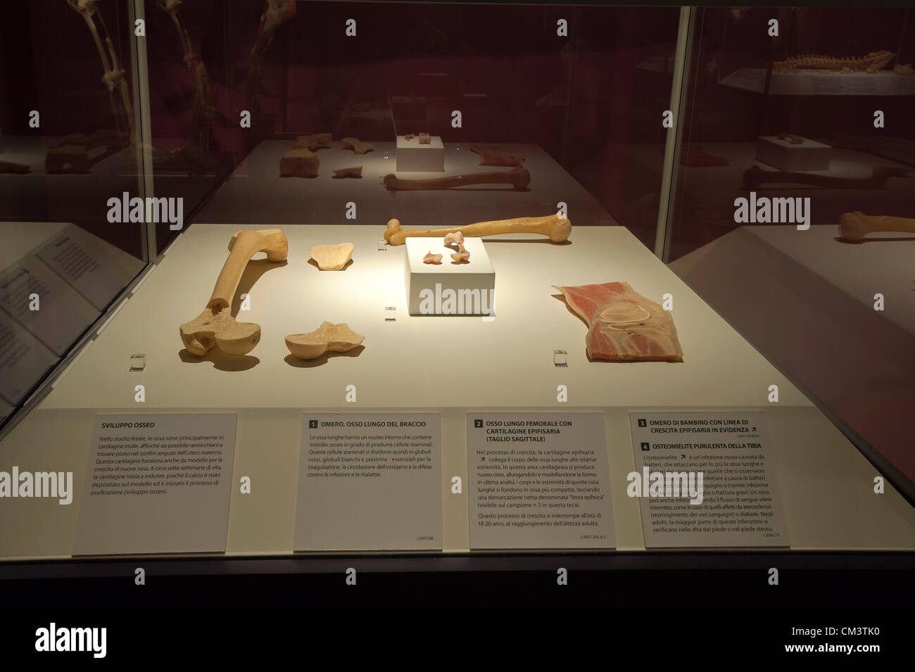 Italia Torino Palaisozaki la mostra il corpo umano mostra Settembre 28, 2012 a 12 Am .la mostra apre al pubblico il 29 settembre 2012 e termina il 13 gennaio 2013.i corpi in mostra sono esseri umani morti per cause naturali e trattati con un metodo speciale detto plastination. Visitatori grazie a questo metodo di conservazione possono visualizzare tutti gli organi del corpo, delle ossa e dei muscoli e tutto l'interno del corpo in ogni dettaglio.qui rappresentato lo sviluppo osseo Foto Stock
