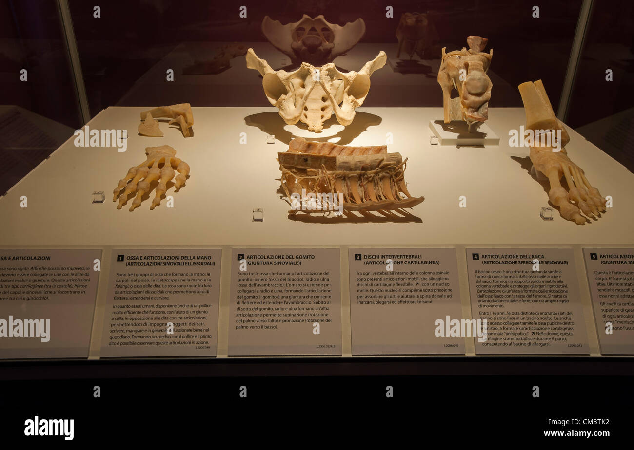 Italia Torino Palaisozaki la mostra il corpo umano mostra Settembre 28, 2012 a 12 Am .la mostra apre al pubblico il 29 settembre 2012 e termina il 13 gennaio 2013.i corpi in mostra sono esseri umani morti per cause naturali e trattati con un metodo speciale detto plastination. Visitatori grazie a questo metodo di conservazione possono visualizzare tutti gli organi del corpo, delle ossa e dei muscoli e tutto l'interno del corpo in ogni dettaglio.qui esposte le ossa e le articolazioni del corpo Foto Stock