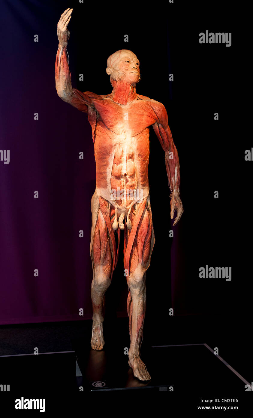 Italia Torino Palaisozaki la mostra il corpo umano mostra Settembre 28, 2012 a 12 Am .la mostra apre al pubblico il 29 settembre 2012 e termina il 13 gennaio 2013.i corpi in mostra sono esseri umani morti per cause naturali e trattati con un metodo speciale detto plastination. Visitatori grazie a questo metodo di conservazione possono visualizzare tutti gli organi del corpo, delle ossa e dei muscoli e tutto l'interno del corpo in ogni dettaglio. Foto Stock