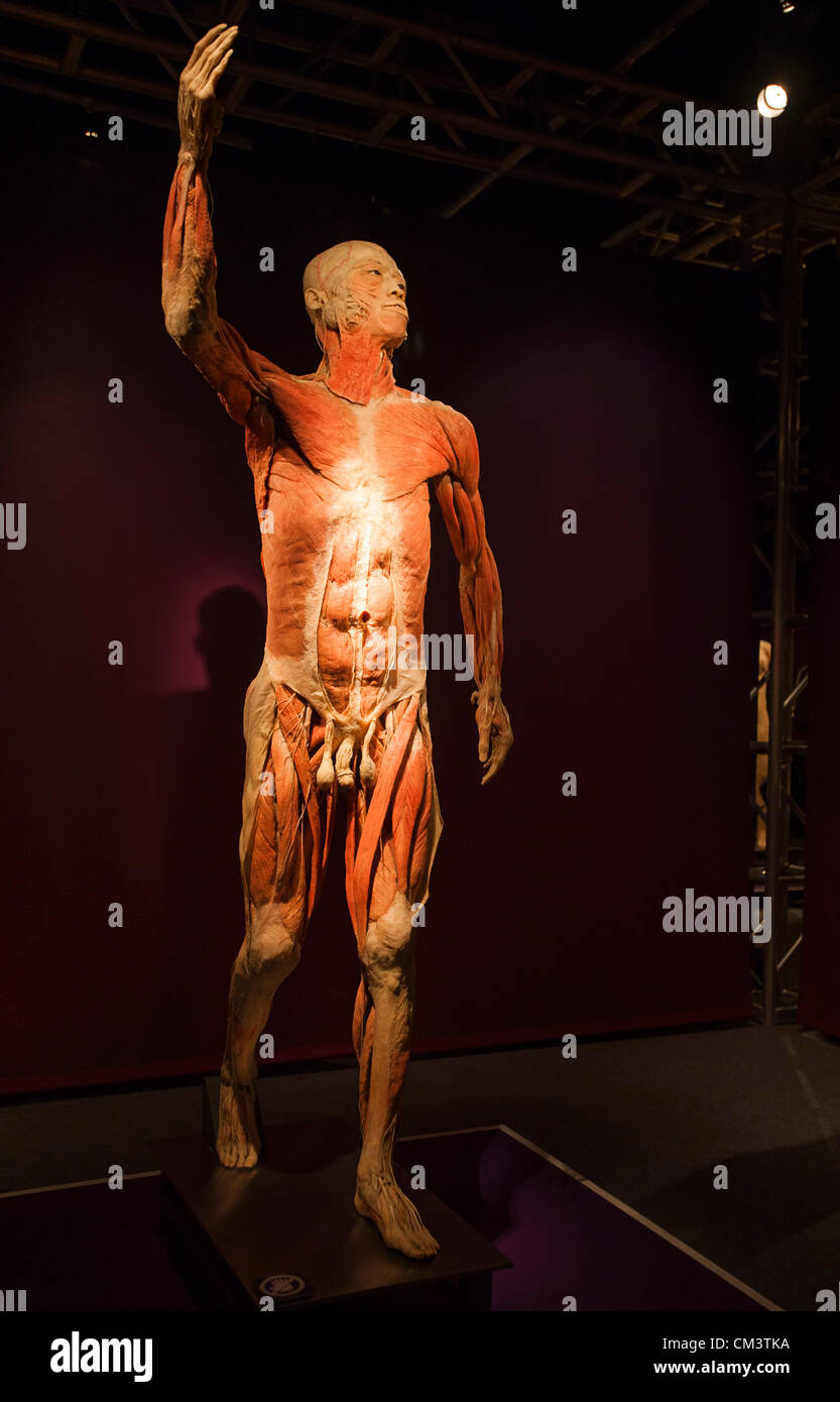 Italia Torino Palaisozaki la mostra il corpo umano mostra Settembre 28, 2012 a 12 Am .la mostra apre al pubblico il 29 settembre 2012 e termina il 13 gennaio 2013.i corpi in mostra sono esseri umani morti per cause naturali e trattati con un metodo speciale detto plastination. Visitatori grazie a questo metodo di conservazione possono visualizzare tutti gli organi del corpo, delle ossa e dei muscoli e tutto l'interno del corpo in ogni dettaglio. Foto Stock