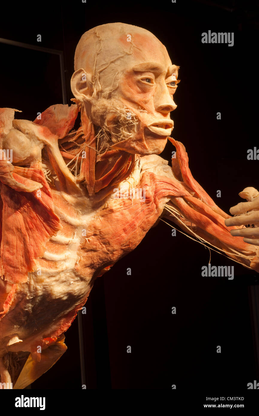 Italia Torino Palaisozaki la mostra il corpo umano mostra Settembre 28, 2012 a 12 Am .la mostra apre al pubblico il 29 settembre 2012 e termina il 13 gennaio 2013.i corpi in mostra sono esseri umani morti per cause naturali e trattati con un metodo speciale detto plastination. Visitatori grazie a questo metodo di conservazione possono visualizzare tutti gli organi del corpo, delle ossa e dei muscoli e tutto l'interno del corpo in ogni dettaglio. Foto Stock