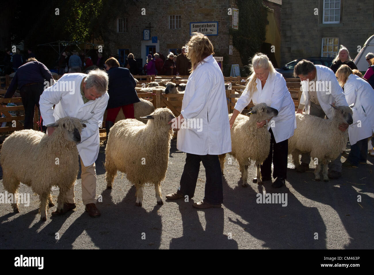 A giudicare Wensleydale pecore presso la pecora annuale a giudicare e fiera, un evento di beneficenza tenutosi il 29 e 30 settembre 2012 a Masham market place vicino a Ripon nel North Yorkshire Dales, REGNO UNITO Foto Stock