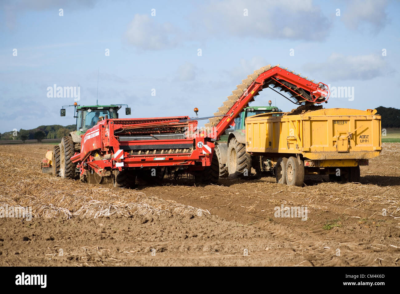 Potato Harvest a Norfolk, Regno Unito. Foto Stock