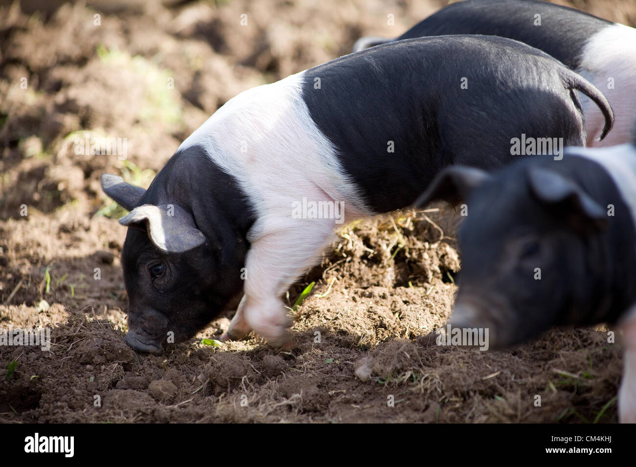 Suaddleback britannico Piglets foraging per il cibo nel fango. Una torta britannica Di razza Rara che è nera & bianca. Foto Stock