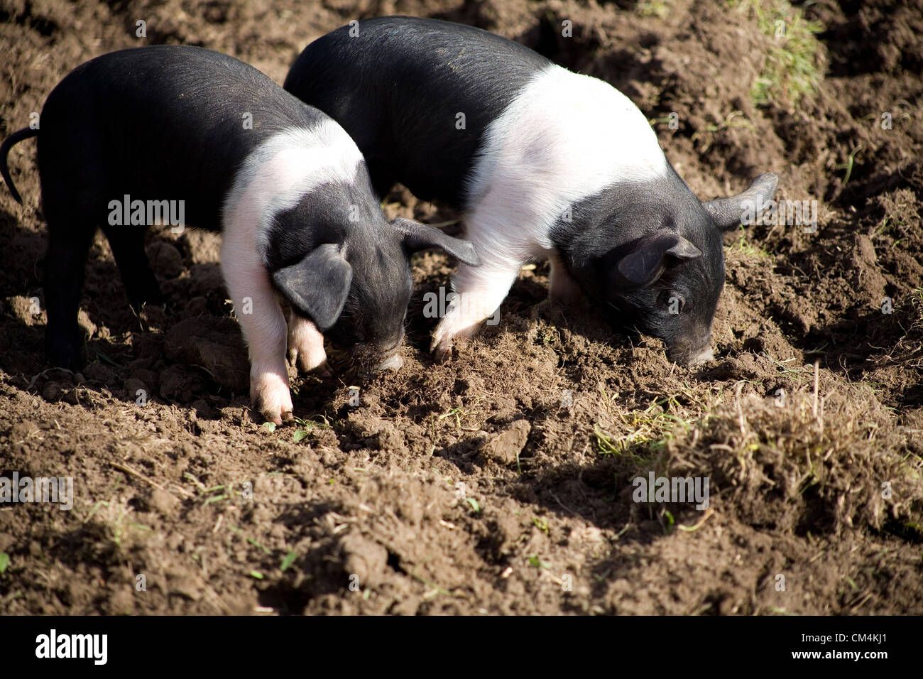 Suaddleback britannico Piglets foraging per il cibo nel fango. Una torta britannica Di razza Rara che è nera & bianca. Foto Stock