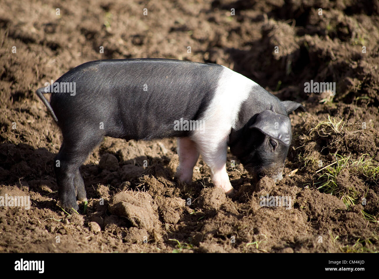 Suaddleback britannico Piglets foraging per il cibo nel fango. Una torta britannica Di razza Rara che è nera & bianca. Foto Stock