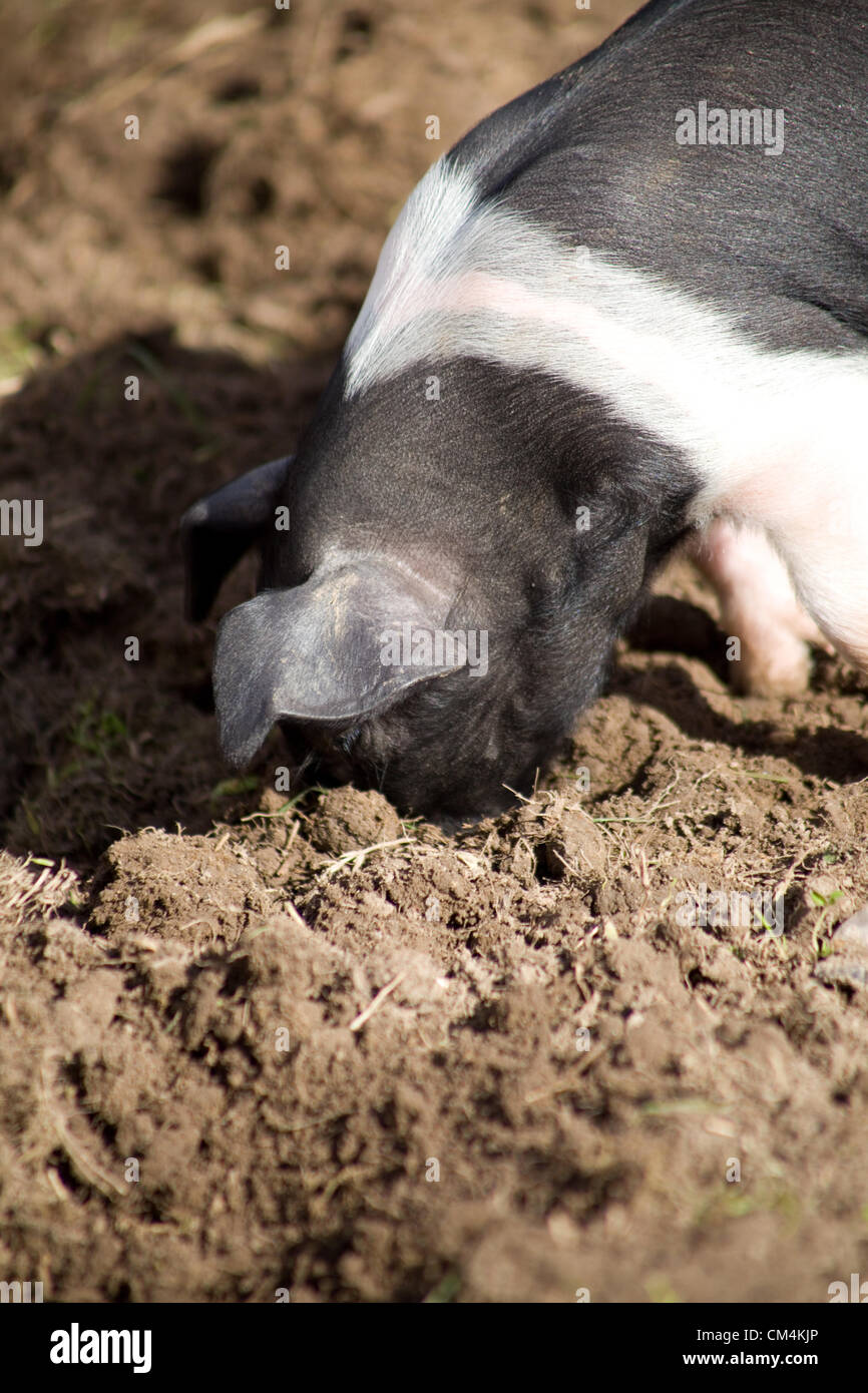 Suaddleback britannico Piglets foraging per il cibo nel fango. Una torta britannica Di razza Rara che è nera & bianca. Foto Stock