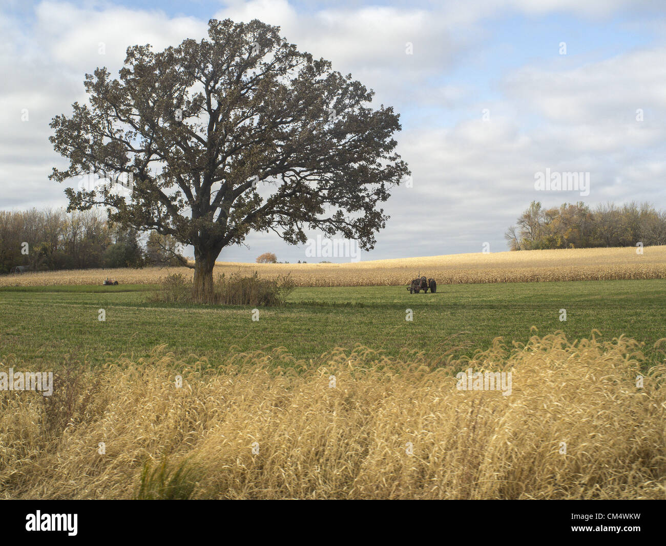 Il 4 ottobre, 2012 - Northfield, Minnesota, USA - Aprire le mani Farm è un organico fattoria di famiglia al di fuori di Northfield, Minnesota, di proprietà e gestito da Ben Doherty (Massachusetts) e Erin Johnson (Minnesota). Doherty e Johnson ha studiato agricoltura per anni in su la costa est prima di trasferirsi in Minnesota. Essi hanno posseduto la fattoria per sette anni. In un primo momento la convenzionale grecato agricoltori ci sarebbe troppo molte erbacce, ma dopo un anno i vicini venuti tutti a dire ''ciao.'' l'agriturismo ha 1 1/2 dipendenti. Essa vende soprattutto con un programma CSA e condividere i detentori di un prelevamento di verdure o di scegliere le proprie. (Credito immagine: Foto Stock