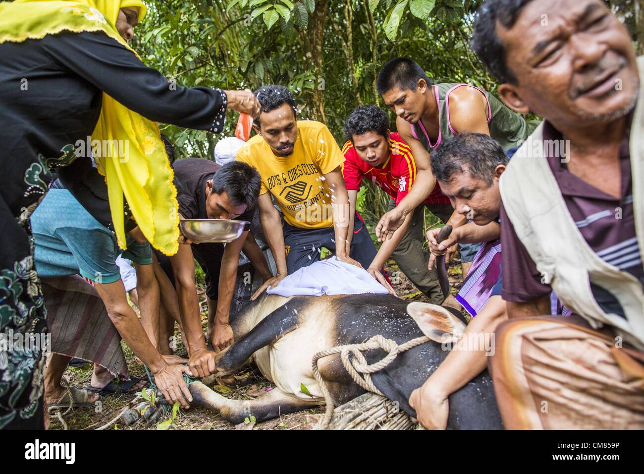 Ottobre 26, 2012 - Pulasaiz, Narathiwat, Tailandia - un giovane di Bull è beata e pregato su prima di essere sacrificata in nome di Dio per Eid al-Adha nell'villiage Pulasaiz, nella provincia di Narathiwat, Thailandia. Il sacrificato la mucca è macellato e divisa in sette parti. La carne è condivisa con le famiglie di minor mezzi, le vedove e gli orfani. Si tratta di un giorno dell anno che alcune persone nella comunità mangiano le carni bovine (nella comunità musulmane in Thailandia, vacche sono di solito sacrificati. In altri paesi musulmani è spesso pecore.) © ZUMA Press, Inc. / Alamy Foto Stock